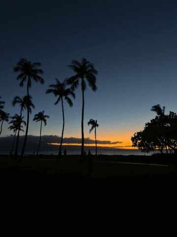 Palm trees silhouetted against an orange sunset